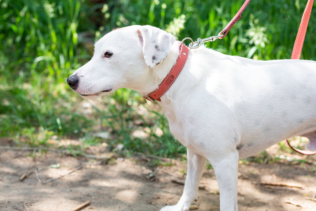 Pro Line Hunting Leather Collar and Leash Set