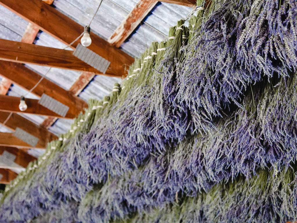 Dried California Lavender Bundle