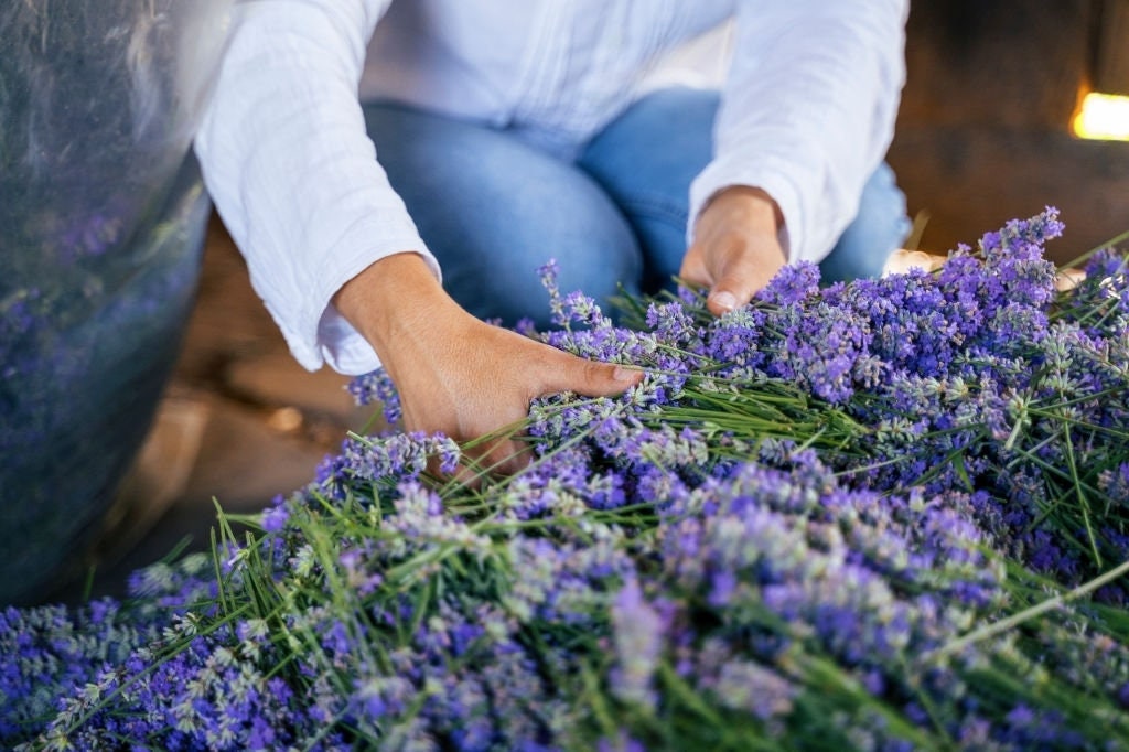 Dried California Lavender Bundle